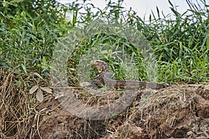 Dracaena paraguayensis, the Paraguay caiman lizard