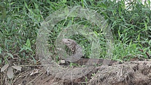 Dracaena paraguayensis, the Paraguay caiman lizard, Pantanal