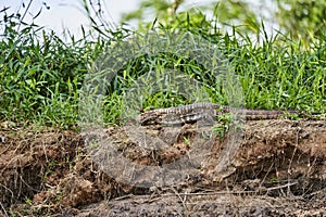 Dracaena paraguayensis the Paraguay caiman lizard a species of lizard in the family Teiidae