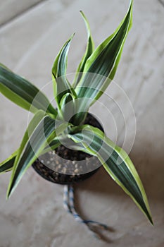 Dracaena plant 