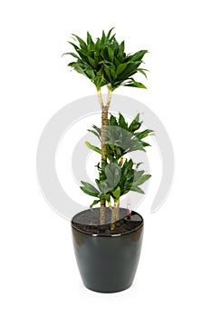 Dracaena plant isolated