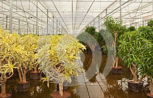 Dracaena plants in a hydroculture plant nursery photo