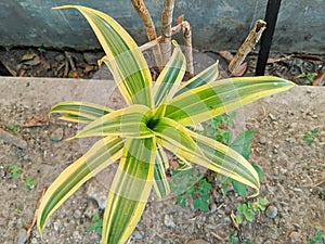 Dracaena reflexa (Indian Song) A multi-stemmed shrub with whorls of strappy green and yellow variegated leaves