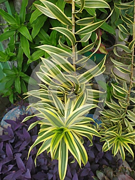 Dracaena reflexa ornamental plant