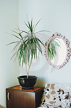 Dracaena reflexa in the pot. A mirror in a beautiful frame hangs on the wall. Modern interior of a living room.