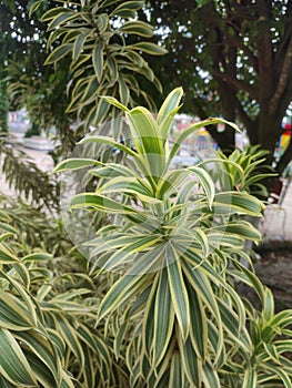 Dracaena reflexais a tree native to Mozambique.Commonly called song of India or song of Jamaica