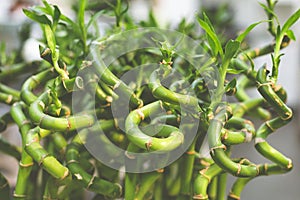 Dracaena sanderiana - flowering plant in the family Asparagaceae. Also known as lucky bamboo. Popular indoor plant with photo