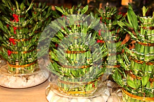 Dracaena Sanderiana mascot tree on a store counter