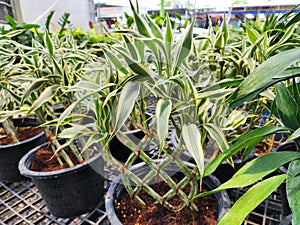 Dracaena sanderiana is a shrub-type ornamental plant believed to bring good fortune.