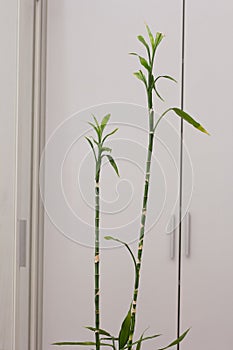 Dracaena sanderiana on white background