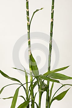 Dracaena sanderiana on white background