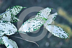 Dracaena surculosa Lindl, Gold dust dracaena or bicolor Dracaena
