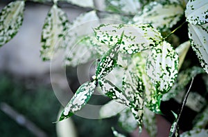 Dracaena surculosa Lindl, Gold dust dracaena or bicolor plant