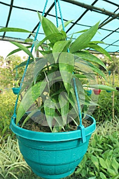 Dracaena Surculosa Maculata leaf plant on farm