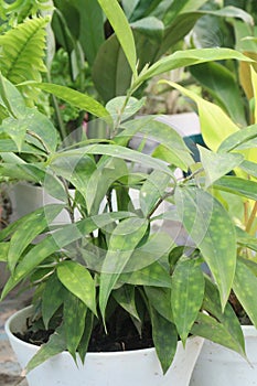 Dracaena Surculosa Maculata leaf plant on farm