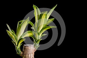 Dracaena tree or Dracaena fragrans in black plastic pot