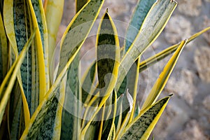 Dracaena trifasciata. Close-up of a green and yellow plant photo