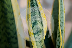 Dracaena trifasciata. close up of yellow and green leaf