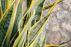 Dracaena trifasciata. close up of yellow and green leaf. focus selective