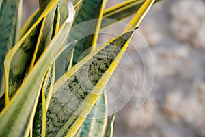 Dracaena trifasciata. close up of yellow and green leaf. Focus selective