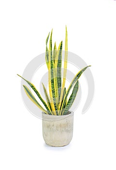 Dracaena trifasciata Sansevieria laurentii or Snake Plant in cement pot isolated on white background. Image with Clipping path