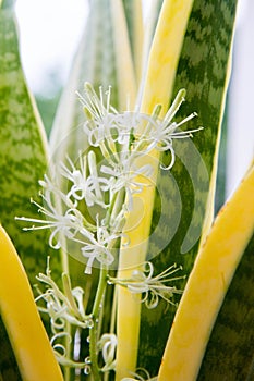 Dracaena trifasciata snake plant