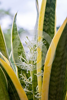 Dracaena trifasciata snake plant