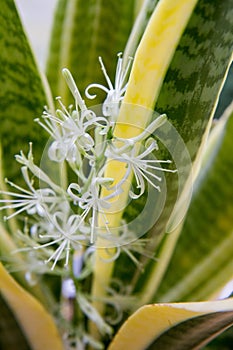 Dracaena trifasciata snake plant