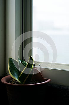 Dracaena trifasciata, snake plant next to a window. houseplant, potted plant