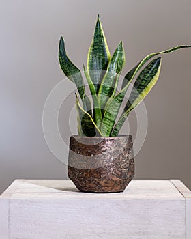 Dracaena trifasciata, snake plant