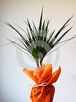 Dracaena, tropical plant as an interior item. A gift in orange wrapping paper on a table with a white napkin. White photo