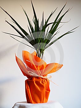 Dracaena, tropical plant as an interior item. A gift in orange wrapping paper on a table with a white napkin. White photo