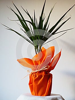 Dracaena, tropical plant as an interior item. A gift in orange wrapping paper on a table with a white napkin. White photo