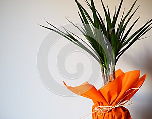 Dracaena, tropical plant as an interior item. A gift in orange wrapping paper on a table with a white napkin. White photo