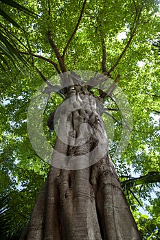 Dracaena in Vero Beach