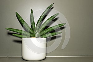 Dracaenaceae decoration on vase photo