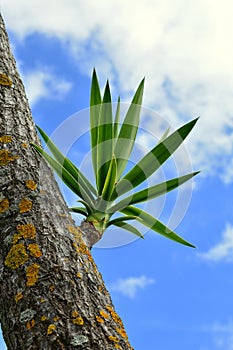 Dracaenaceae dracaena on the beach of Covas in Viveiro, Lugo, Galicia. Spain. photo