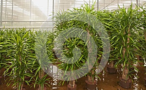 Dracaenas in a hydroculture plant nursery