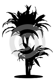 Draceana palm black silhouette