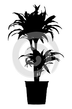 Draceana palm in flower pot black silhouette