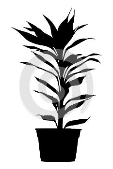 Draceana palm in flower pot black silhouette