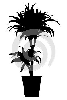 Draceana palm in flower pot black silhouette