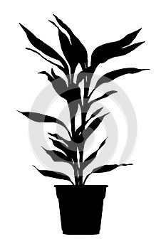 Draceana palm in flower pot black silhouette