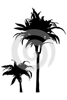 Draceana palm separated black silhouette
