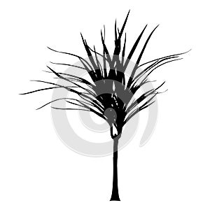 Draceana palm yucca black silhouette