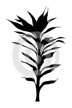 Draceana yucca palm black silhouette
