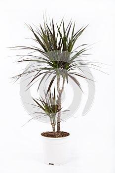 Dracena