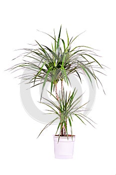 Dracena