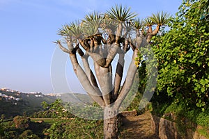 Dracena in Canary Islands