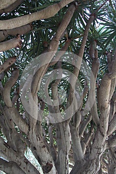 Dracena Draco Branches